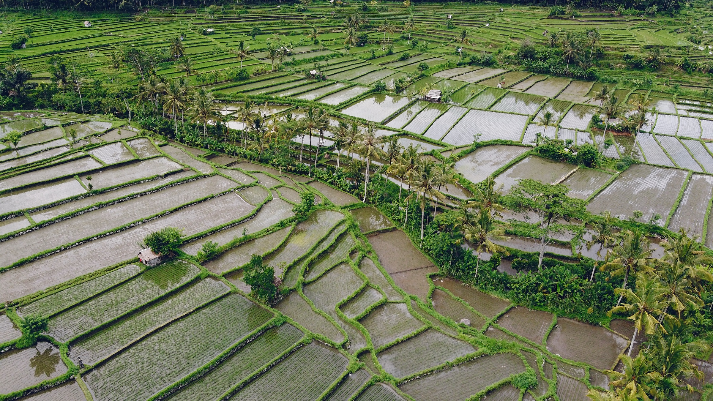 Aerial view of terraced rice paddies filled with water among palm trees.
