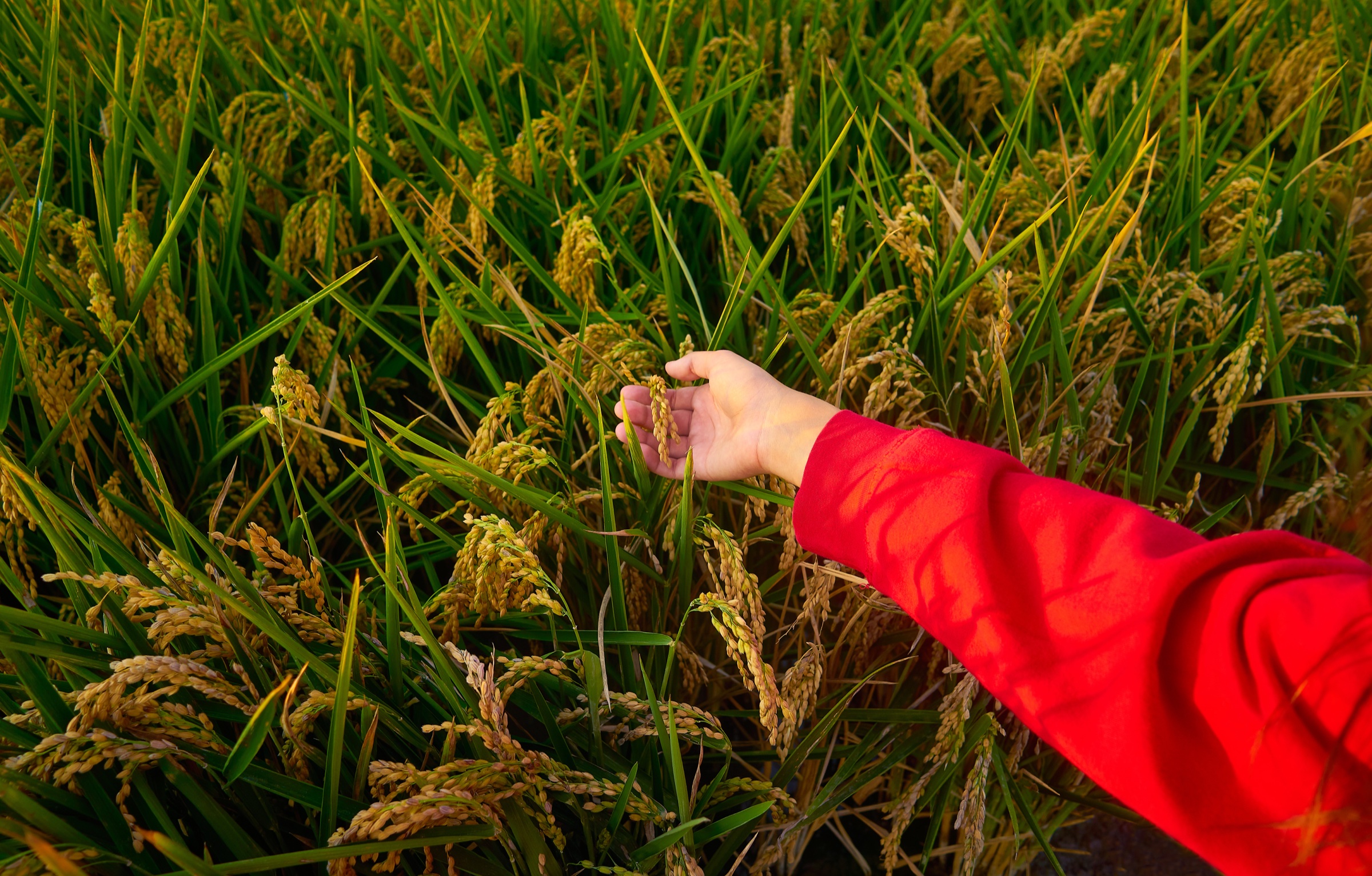A hand in a red sleeve touching ripe rice stalks in a field.